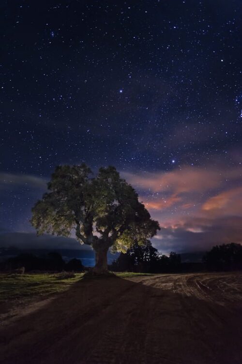 La encina. Fotografía nocturna